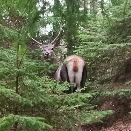 Pensiunea Rozmarin Borca Eksteriør bilde